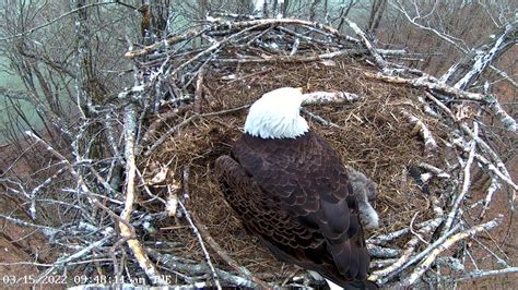 southwest fla eagle cam|dale hollow eagle camera live stream.